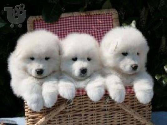 Kc Εγγεγραμμένα κουτάβια Samoyed